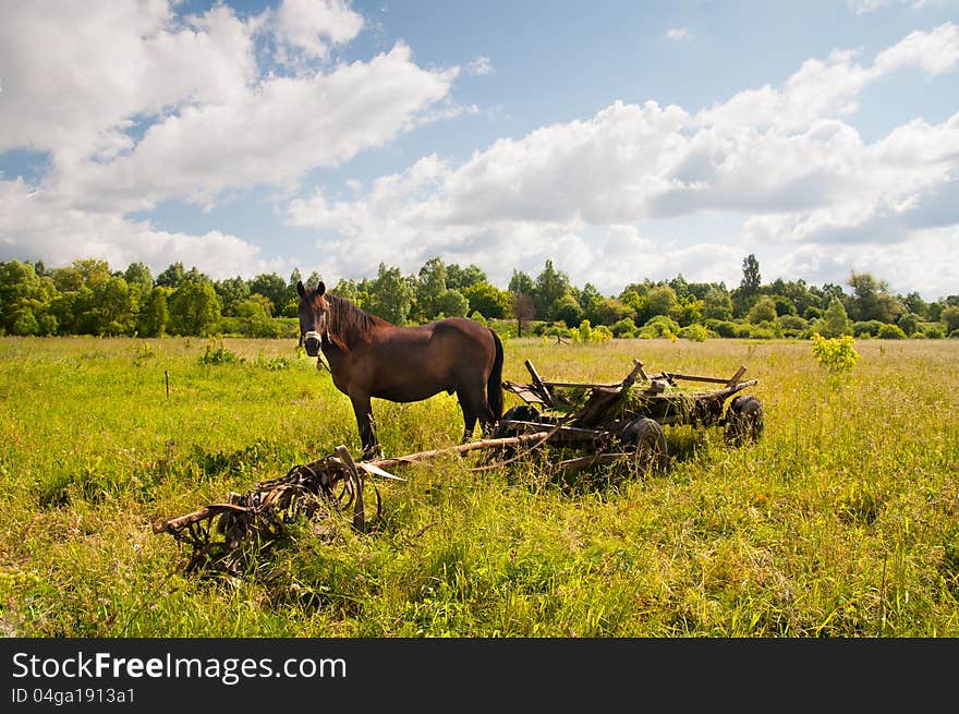 Horse, traditional Ukrainian cart on a field