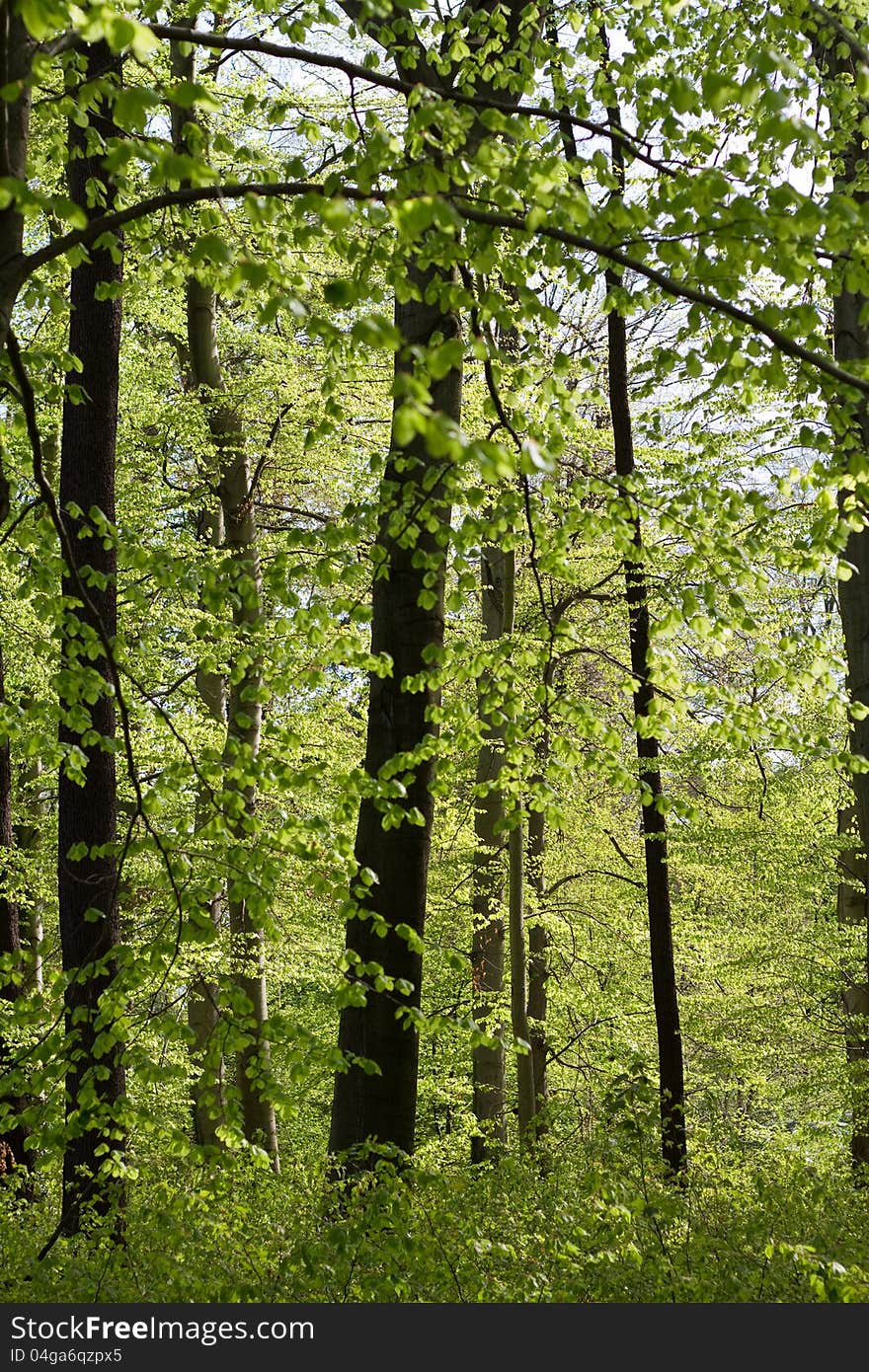 Forest in springtime