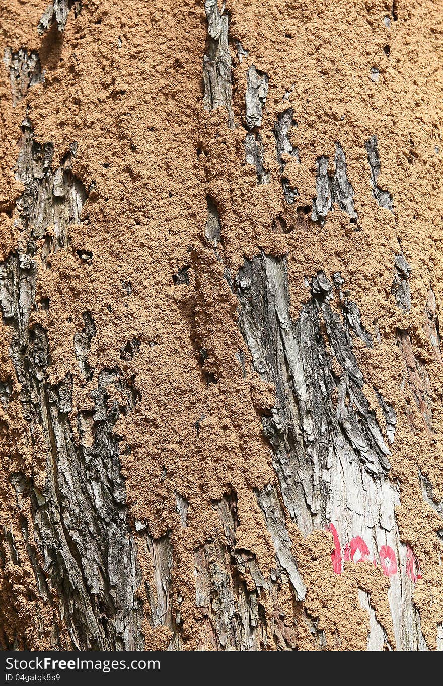 Closeup Of Termite Colony On A Bark Of A Tree