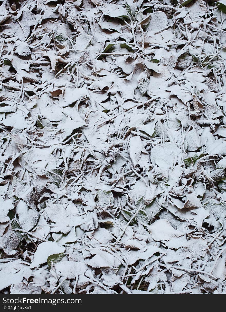 Frozen leaves