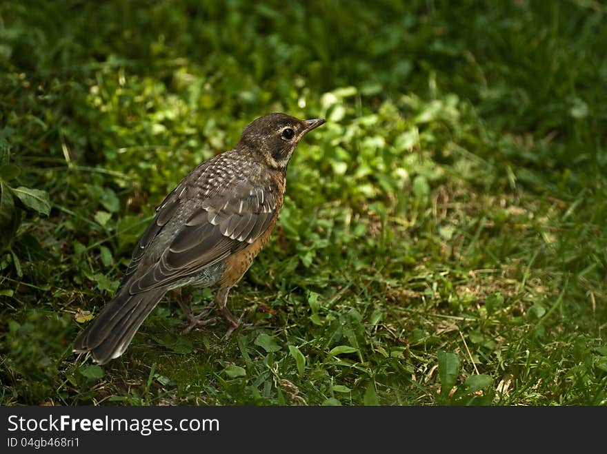 We see many of these juvenile American robin's every spring. The American robin is actually a thrush in the family turdidae. We see many of these juvenile American robin's every spring. The American robin is actually a thrush in the family turdidae.