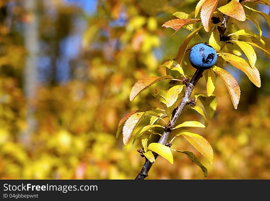 Autumn colored twig with fruit blackthorn