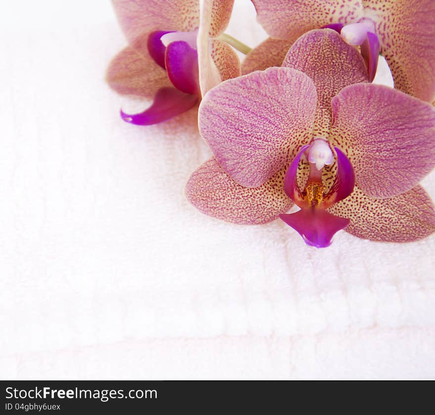 Spa theme with pink orchids and towel. Spa theme with pink orchids and towel