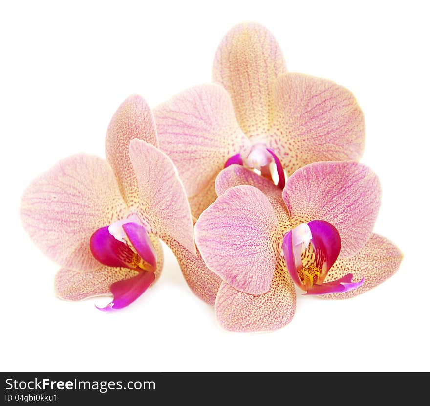 Pink orchids