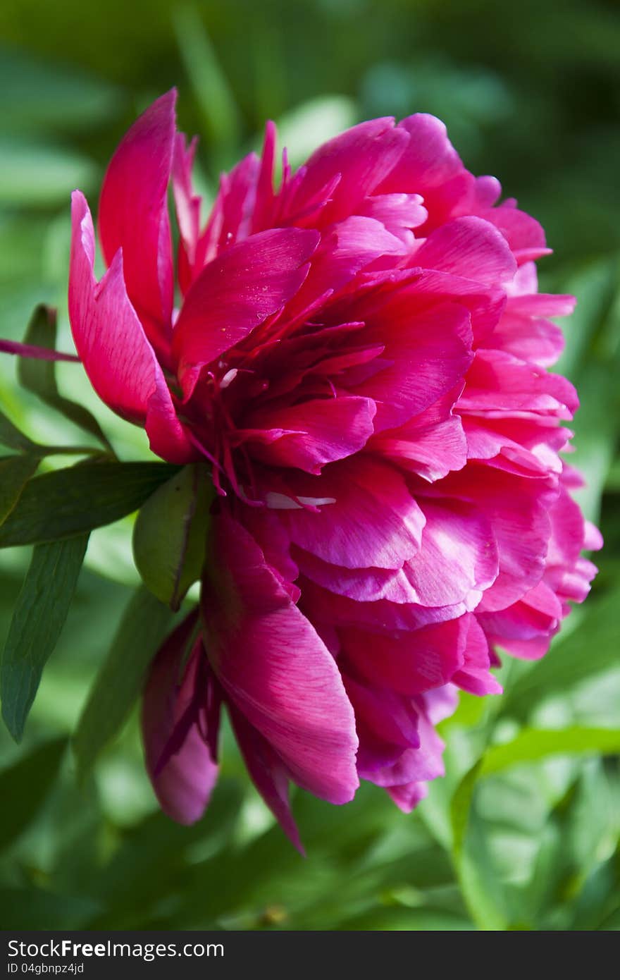 Deep pink peony