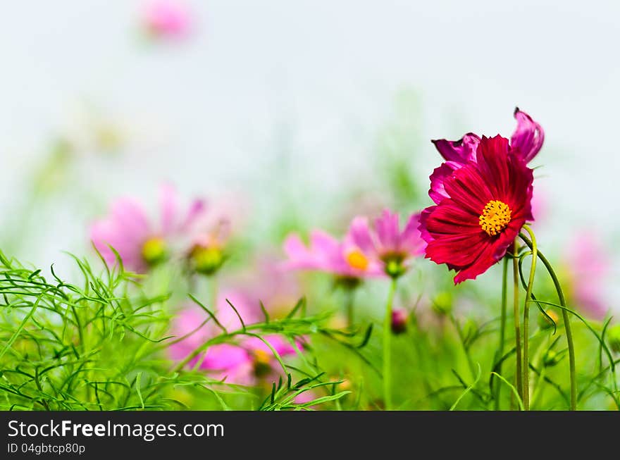 Red beautiful cosmos flower with white background