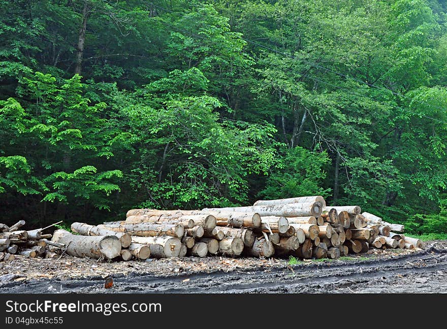 Wood exploitation of pine forest in mountains. Wood exploitation of pine forest in mountains