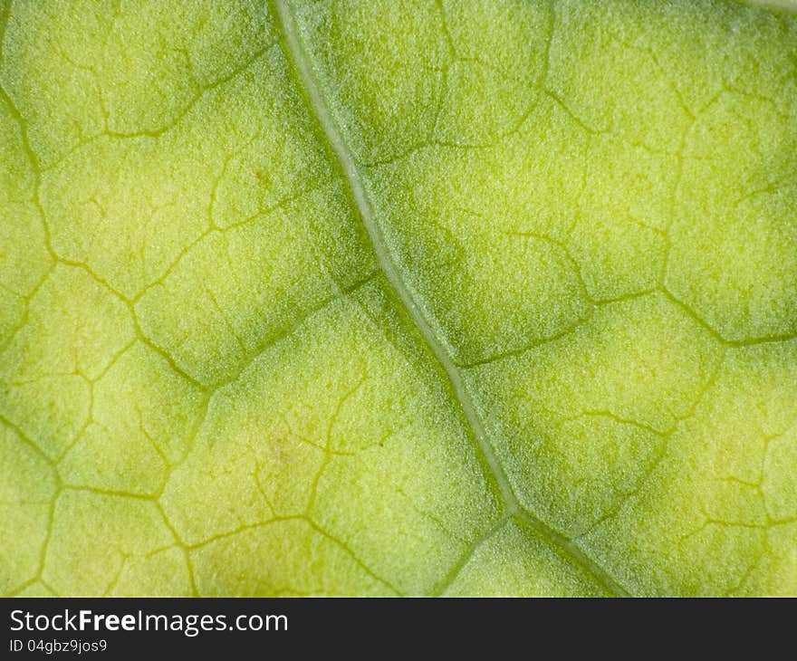 Green leaf macro-natural background