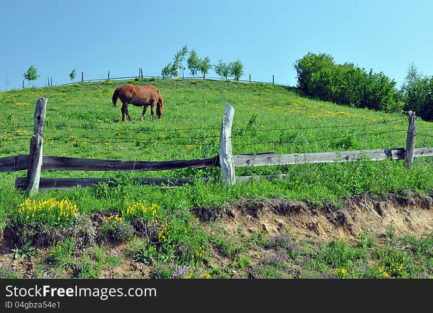 Horse on green hill with wooden fence. Horse on green hill with wooden fence