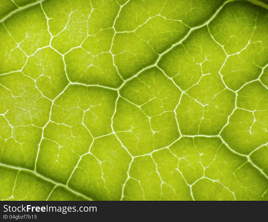 Extreme close up of green leaf