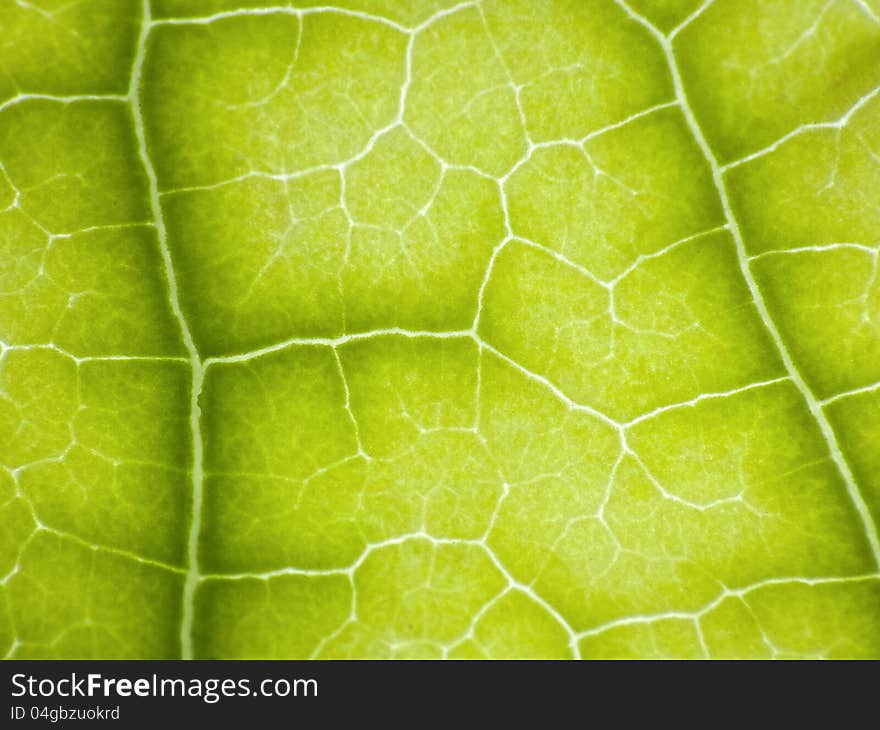 Close up to a green leaf texture