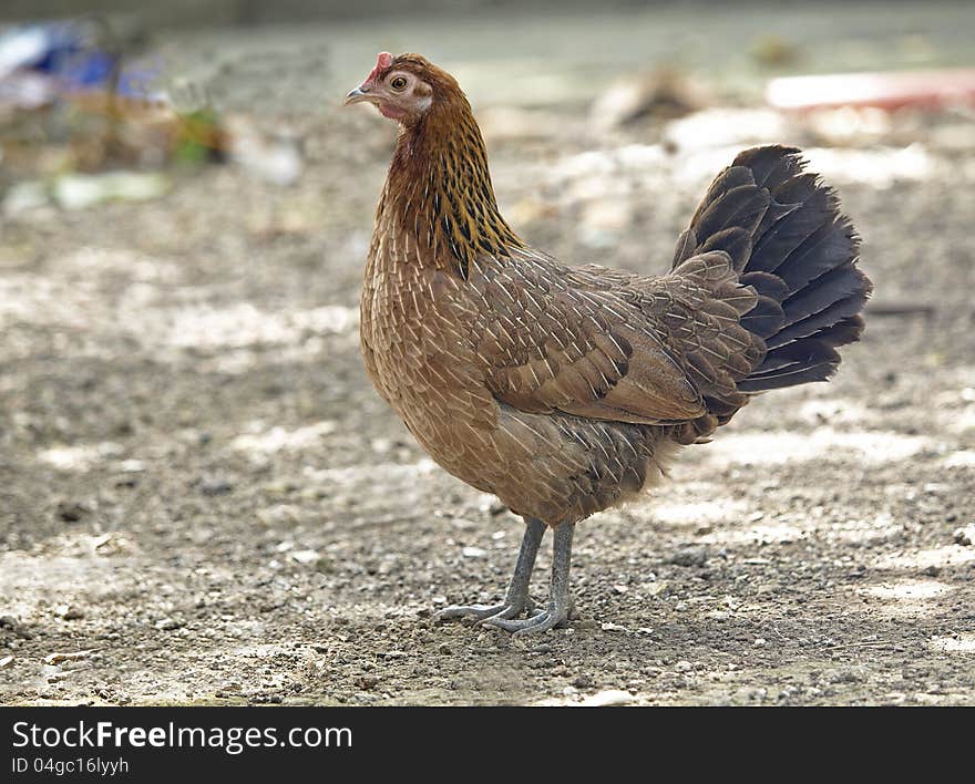 Domesticated brown hen on the yard