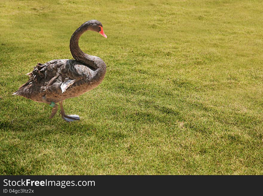 Beautiful black colored swan having a stroll