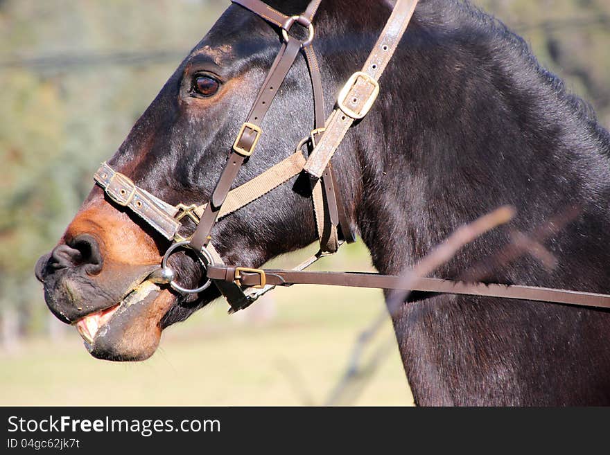 The dark brown horse has just been retired from trotting and is being ridden on a farm where it will spend its retirement in peace and contentment grazing on lush green grassy pastures. The dark brown horse has just been retired from trotting and is being ridden on a farm where it will spend its retirement in peace and contentment grazing on lush green grassy pastures.