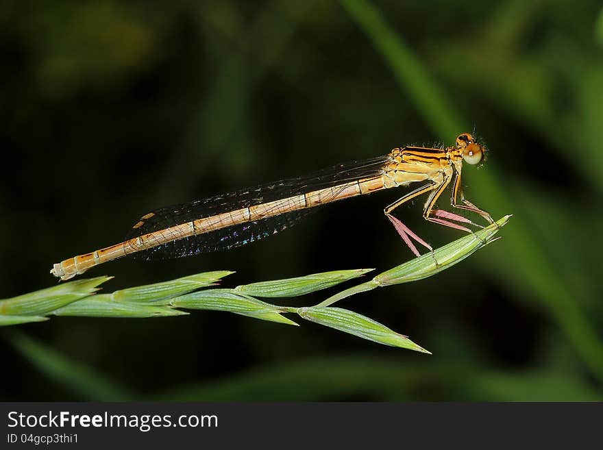 Damselfly on grass. close-up