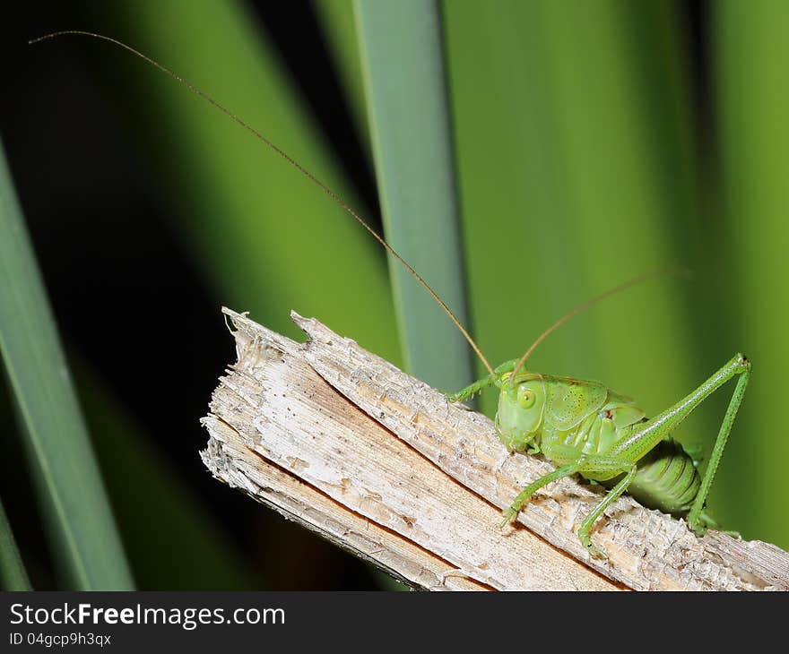 Grasshopper with long mustache