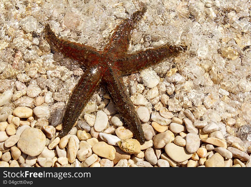 Brown sea star