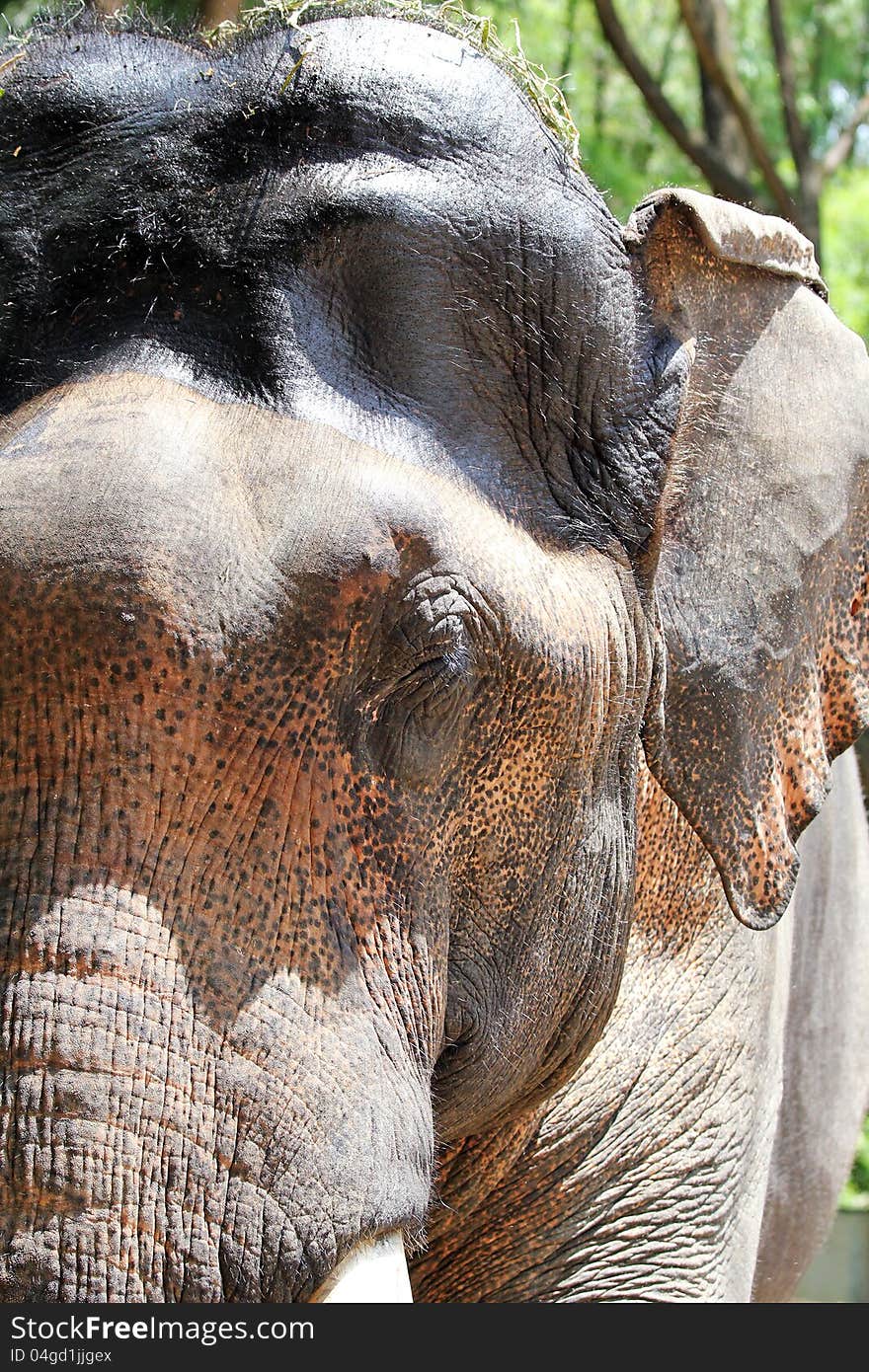 Asian elephant closeup photo of its head and showing extremely think and hairy skin with spots on the face. Asian elephant closeup photo of its head and showing extremely think and hairy skin with spots on the face