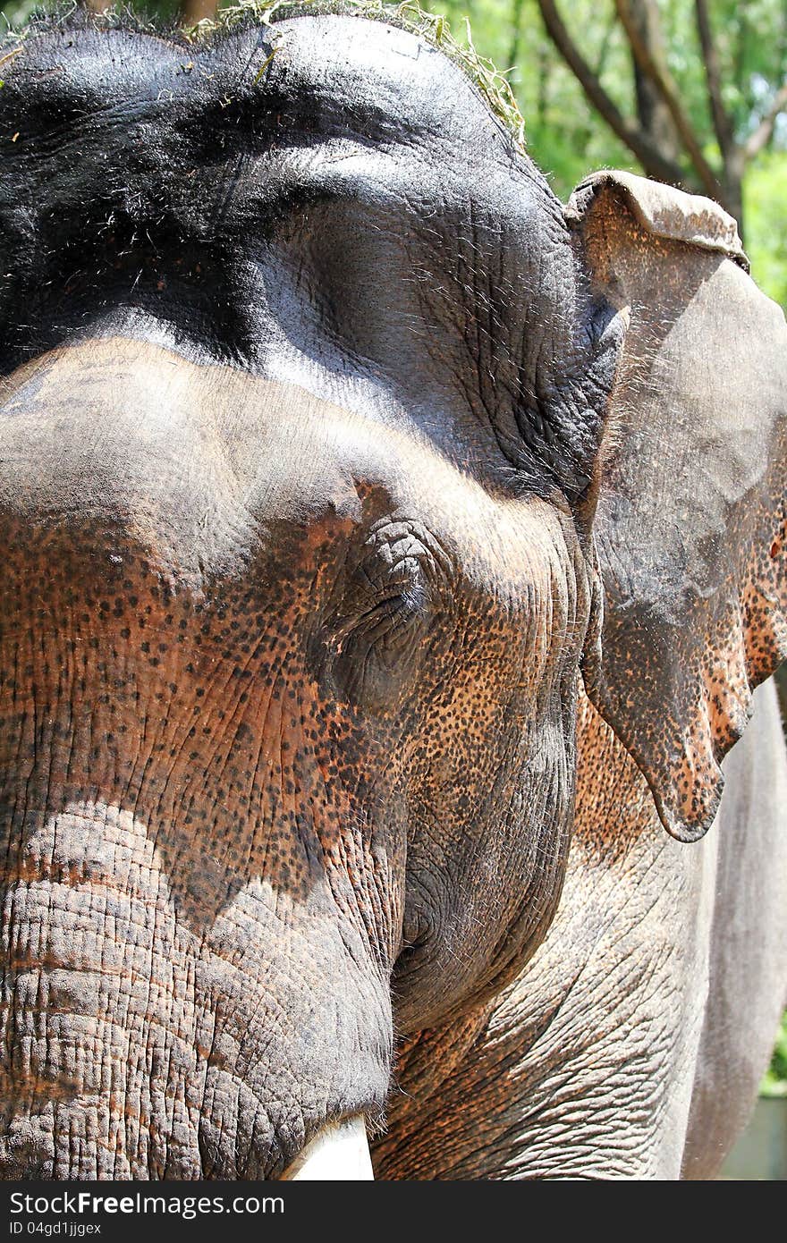 Asian elephant face closeup with spots