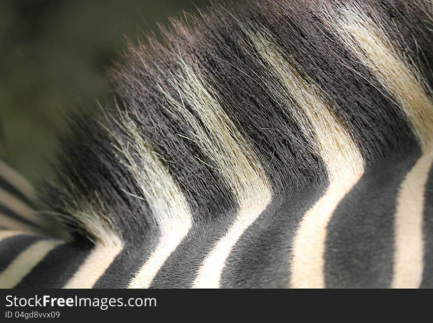 Zebra hair and back closeup shot showing brush like hair and thick skin