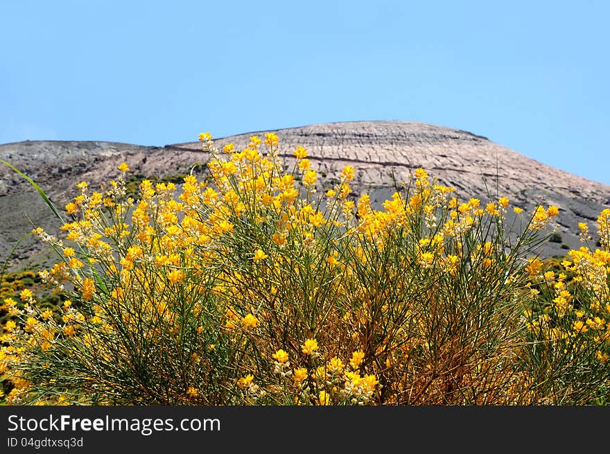 Flowers near the crater of volcano. Volcano island. Italy. Flowers near the crater of volcano. Volcano island. Italy.