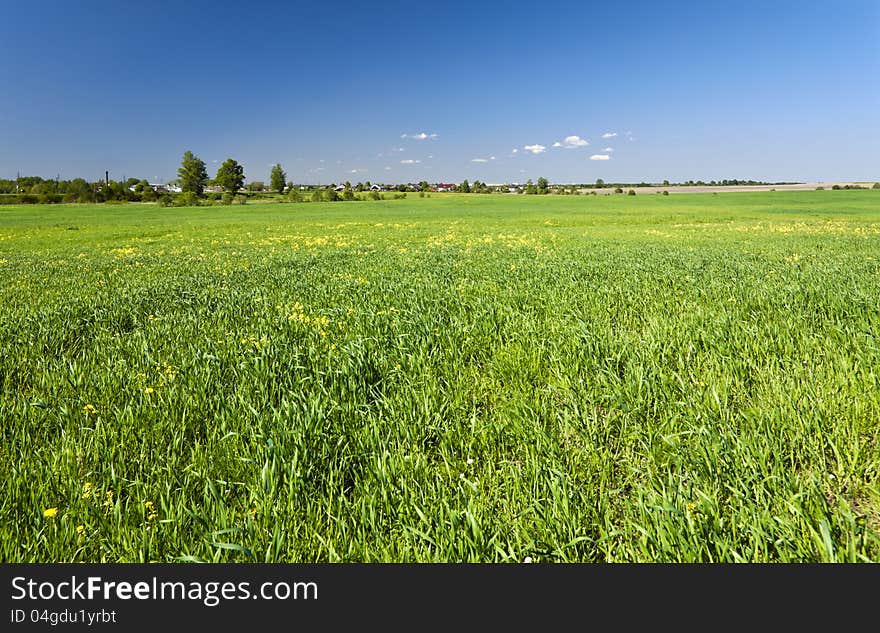 Green Grass Background