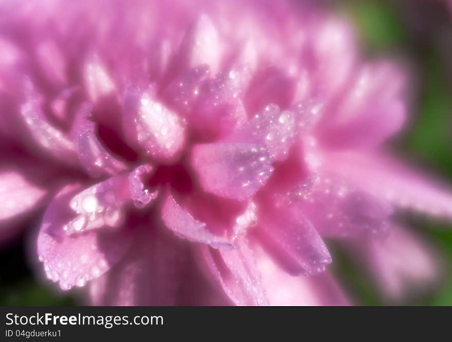 Rain drops on chrysanthemum petals