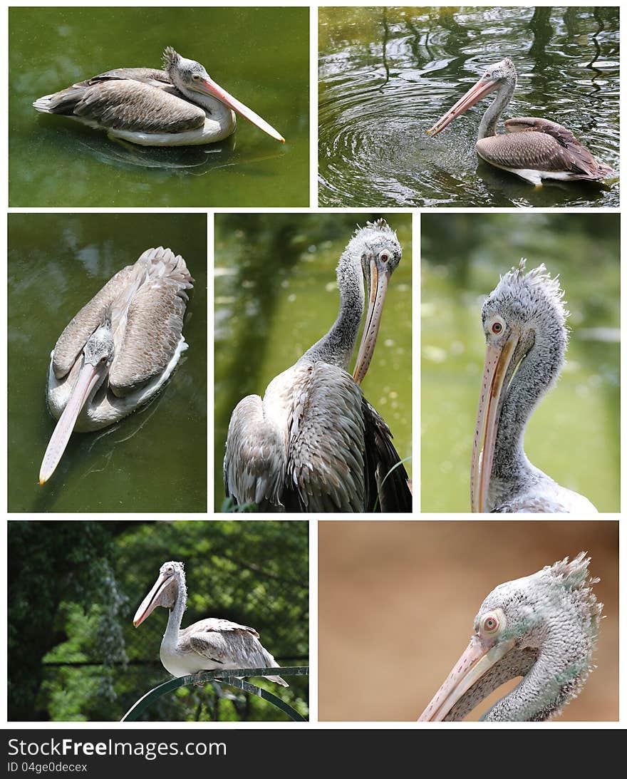 Pelican images collection in various active roles