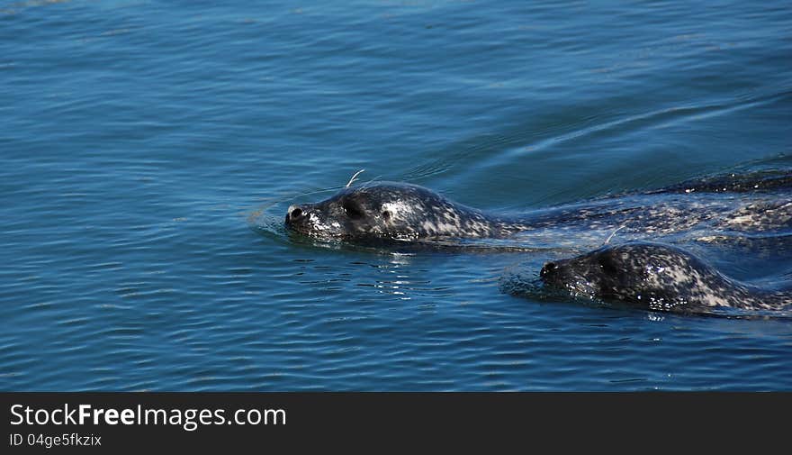 Two speckled seals gliding peacefully through the quiet blue water with heads slightly raised. Two speckled seals gliding peacefully through the quiet blue water with heads slightly raised