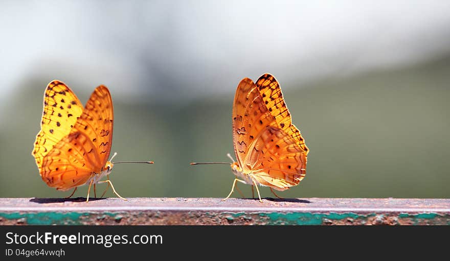 Pair of butterflies with yellow spotted wings sitting next to each other romantically on a summer noon.