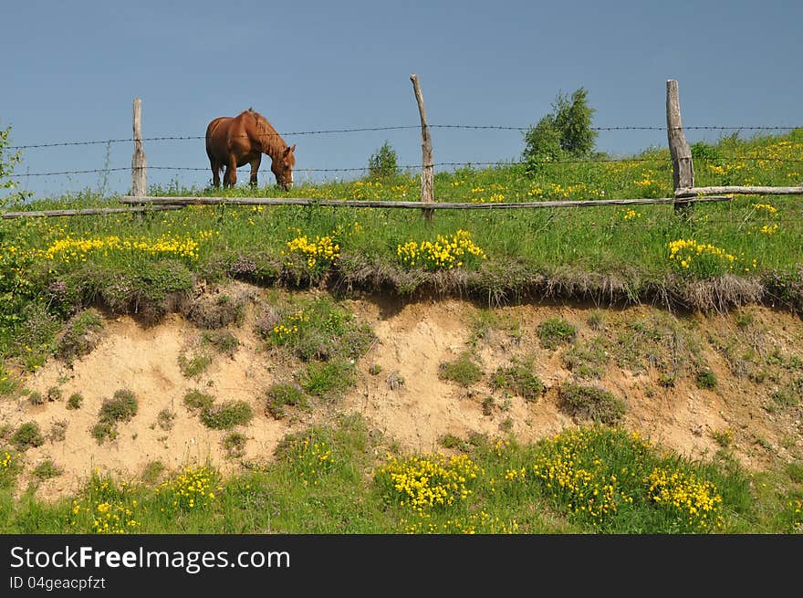 Horse on green hill with wooden fence. Horse on green hill with wooden fence