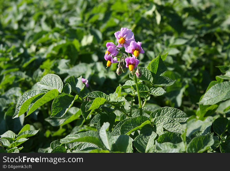 The potato field is during flowering