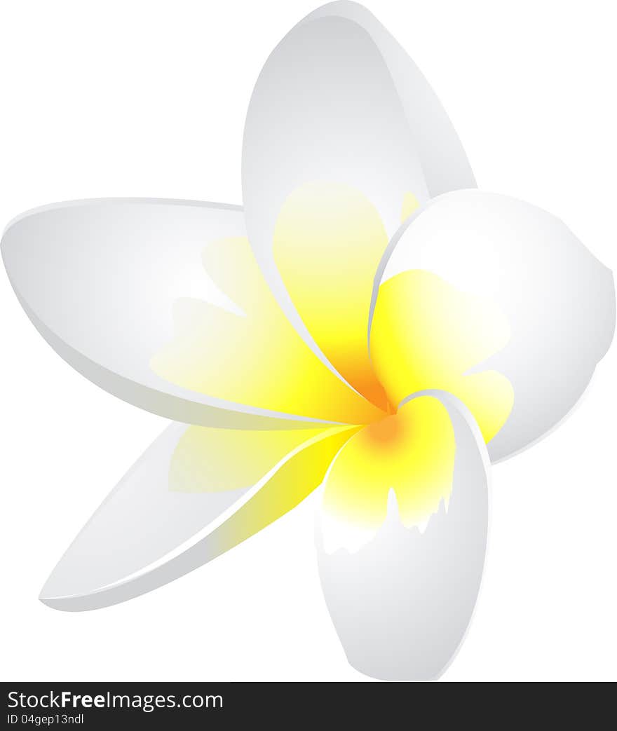 A Frangipani