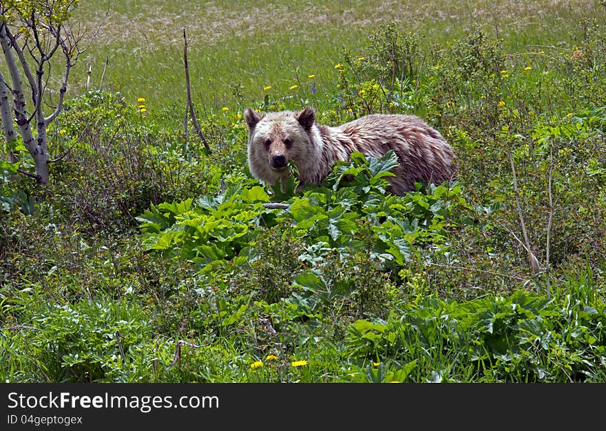 This image of the grizzly bear feeding on cowslip was taken near Glacier National Park, MT.