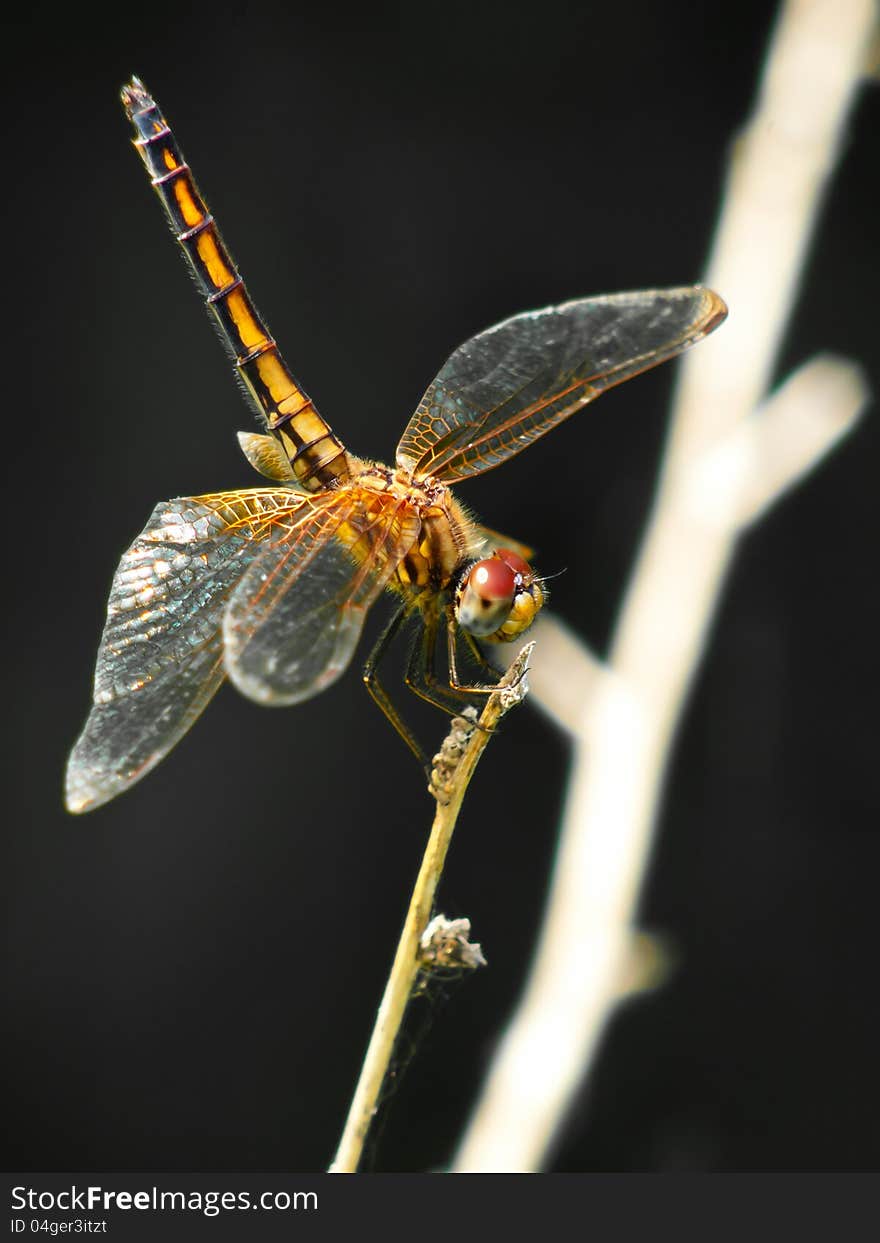 A Dragonfly in the Wild Woods