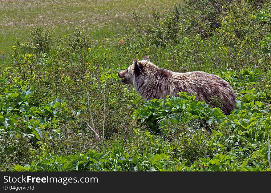 Grizzly Bear Heading For The Beach