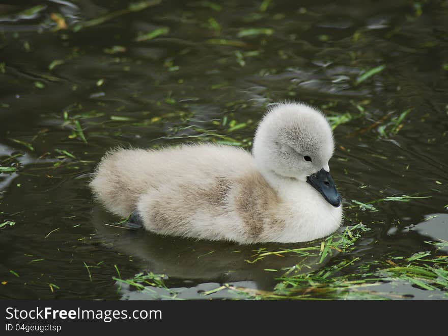 Cute new-born cygnet at Abbotsbury Swannery, Dorset, England. Cute new-born cygnet at Abbotsbury Swannery, Dorset, England