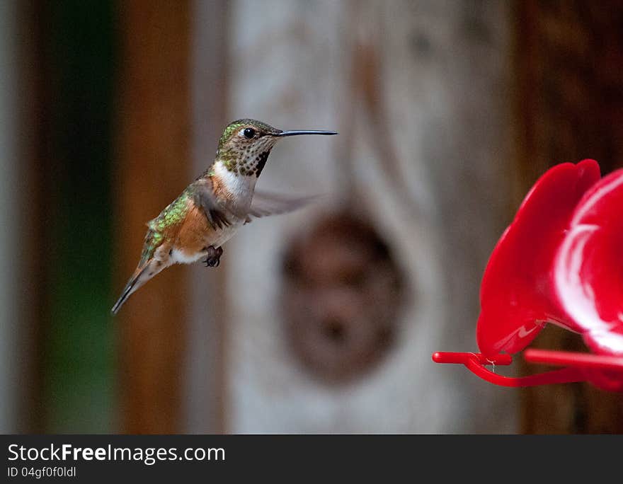 Female rufous hummingbird approaching a feeder