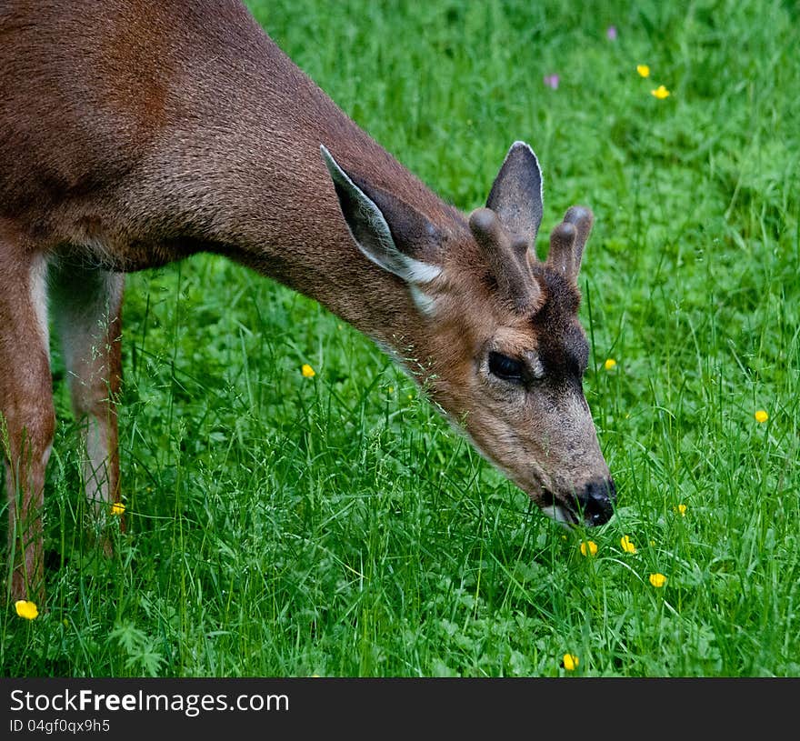 Young male  deer eating buttercups