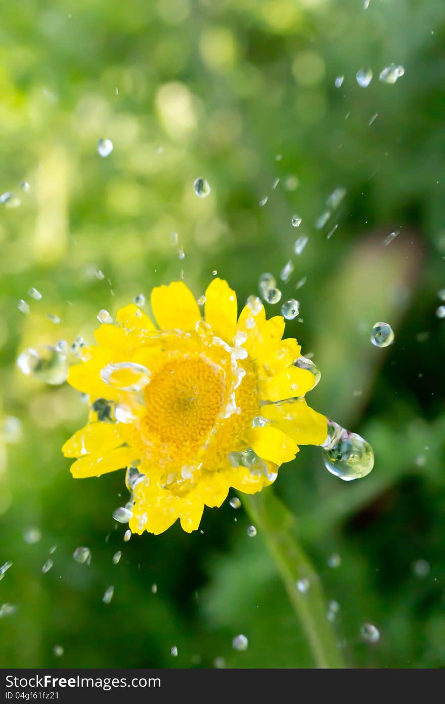 Yellow flower with water drops in the field. Yellow flower with water drops in the field