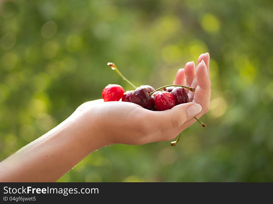 Woman`s hand with fresh cherries on green background. Woman`s hand with fresh cherries on green background