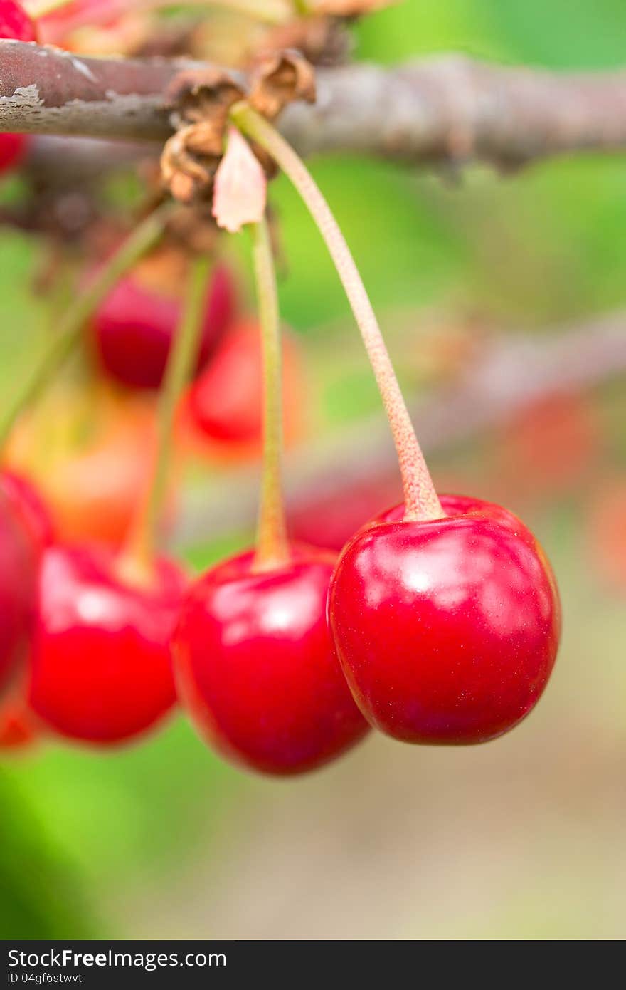 Fresh cherries