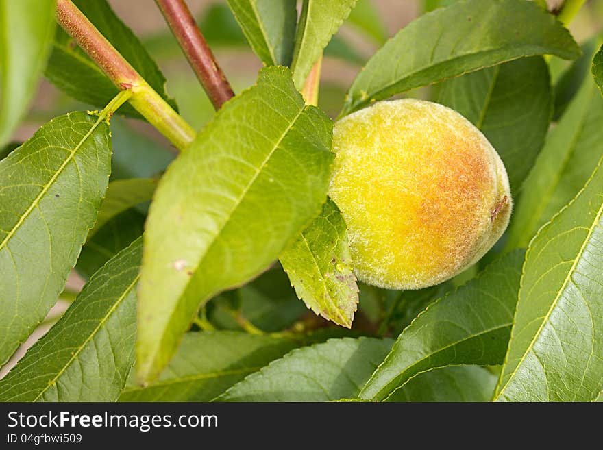 Ripe peach ready to pick on tree branch