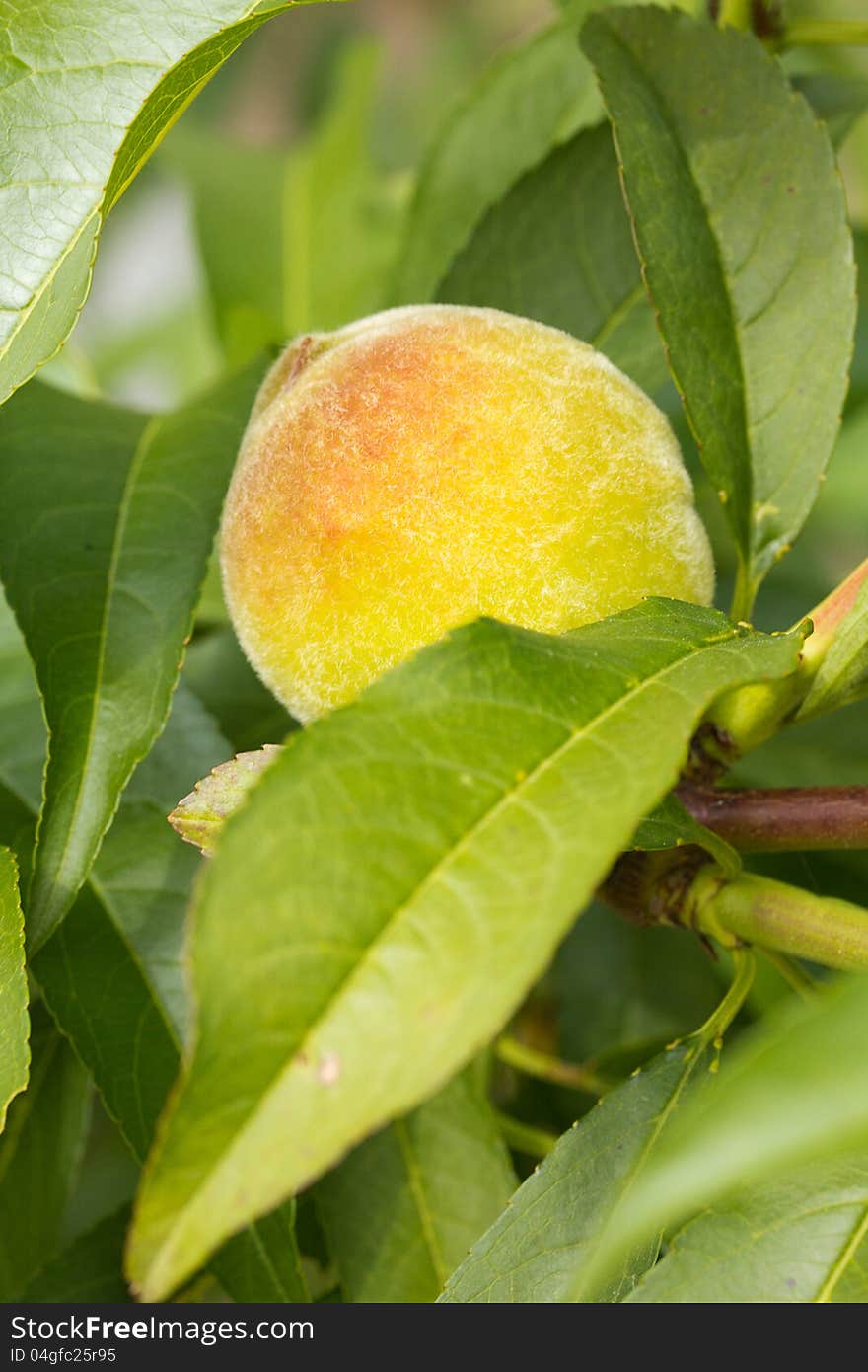 Fresh ripe peach on tree branch