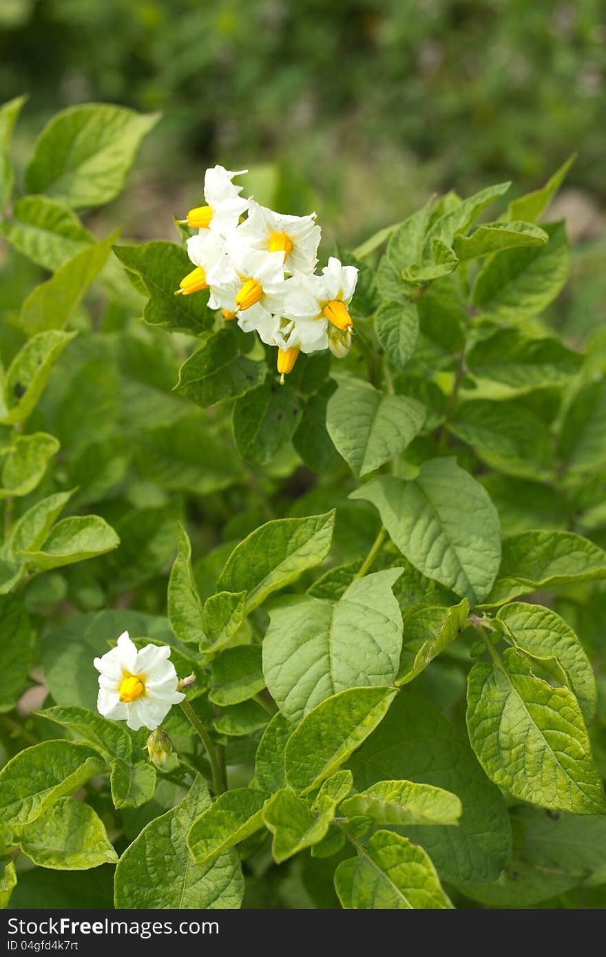 Potato flowers