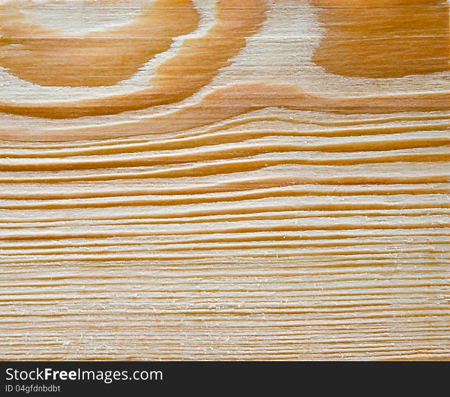 Cut of a tree is photographed close-up