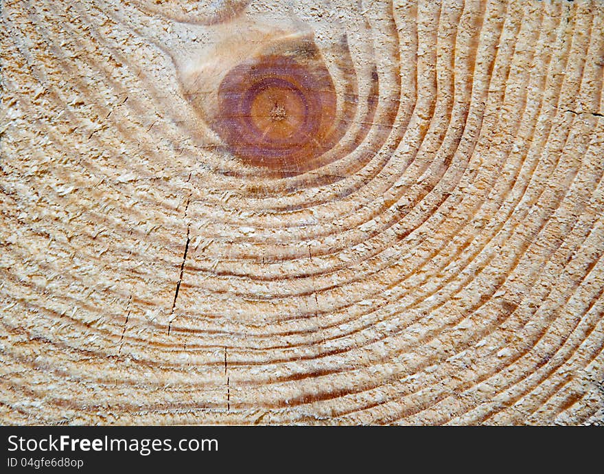 Cut of a tree is photographed close-up