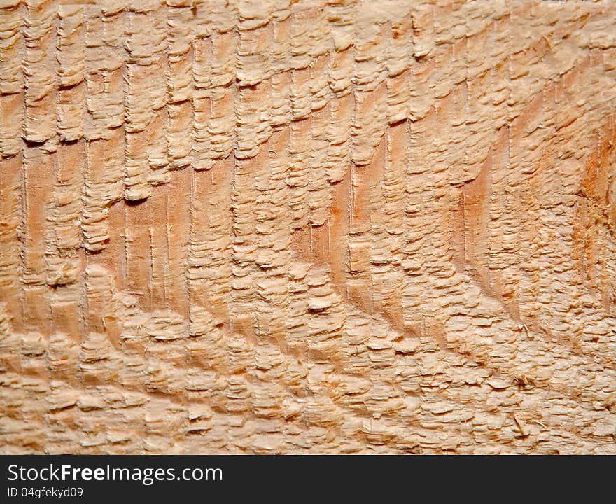 Cut of a tree is photographed close-up