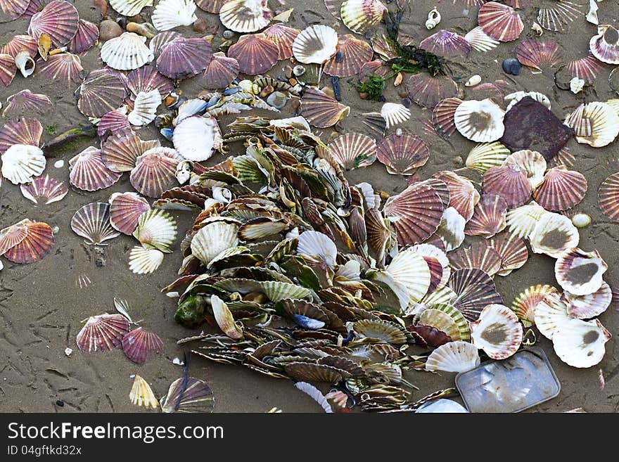 Discarded shells and rubbish found on the beach.