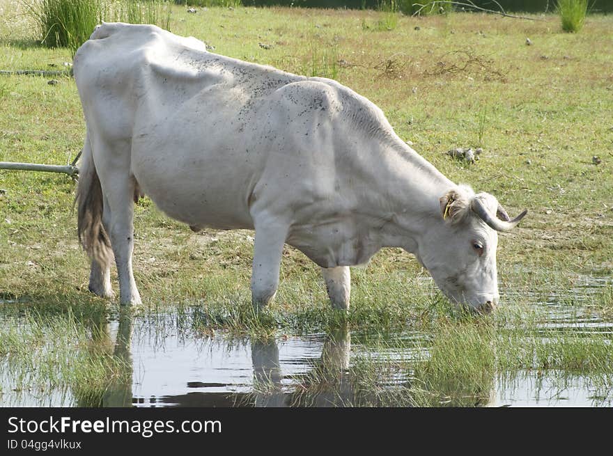 White cow eating fresh grass directly from a small lake, on a field of Alentejo, Portugal.